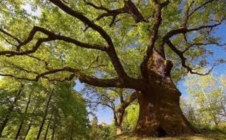  Gli alberi monumentali della Toscana